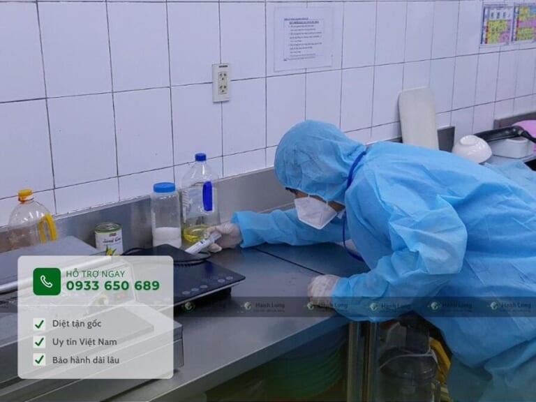 Cách diệt gián Đức – loại gián khó ưa và khó diệt nhất