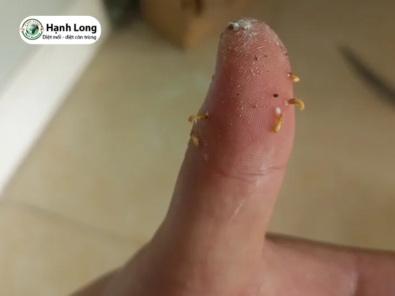 mối có cắn không