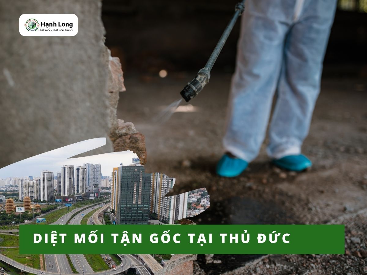 Dịch vụ diệt mối tận gốc quận Thủ Đức