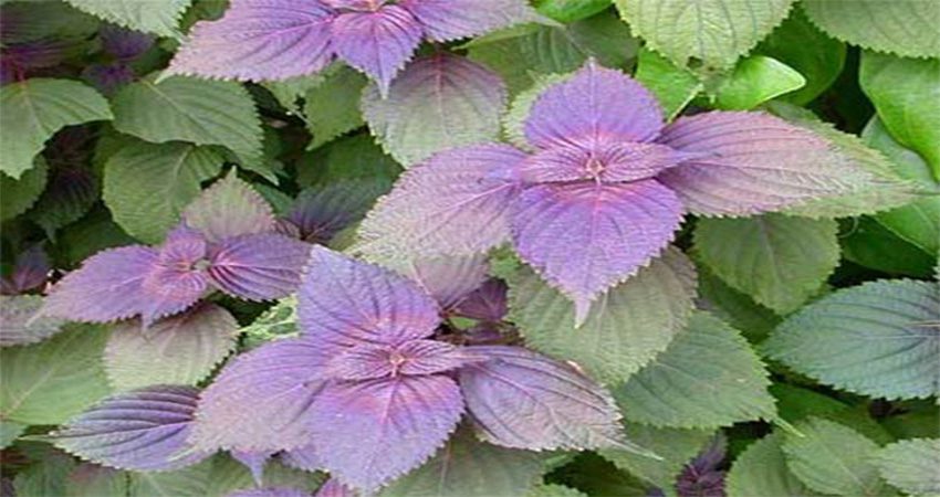 Đuổi gián bằng tía tô