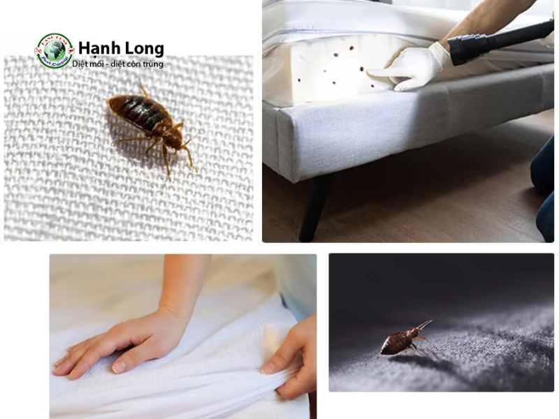 diệt rệp giường tận gốc