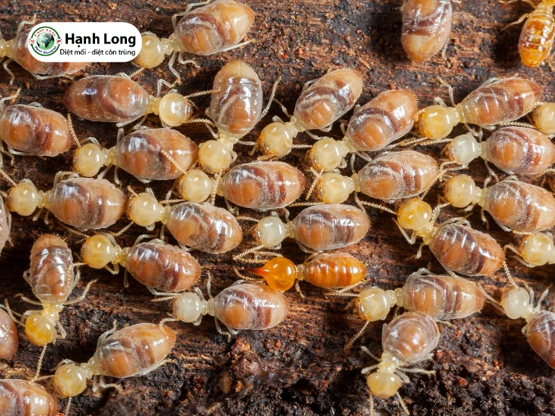 Cơ chế tác động khoa học của xà phòng lên mối