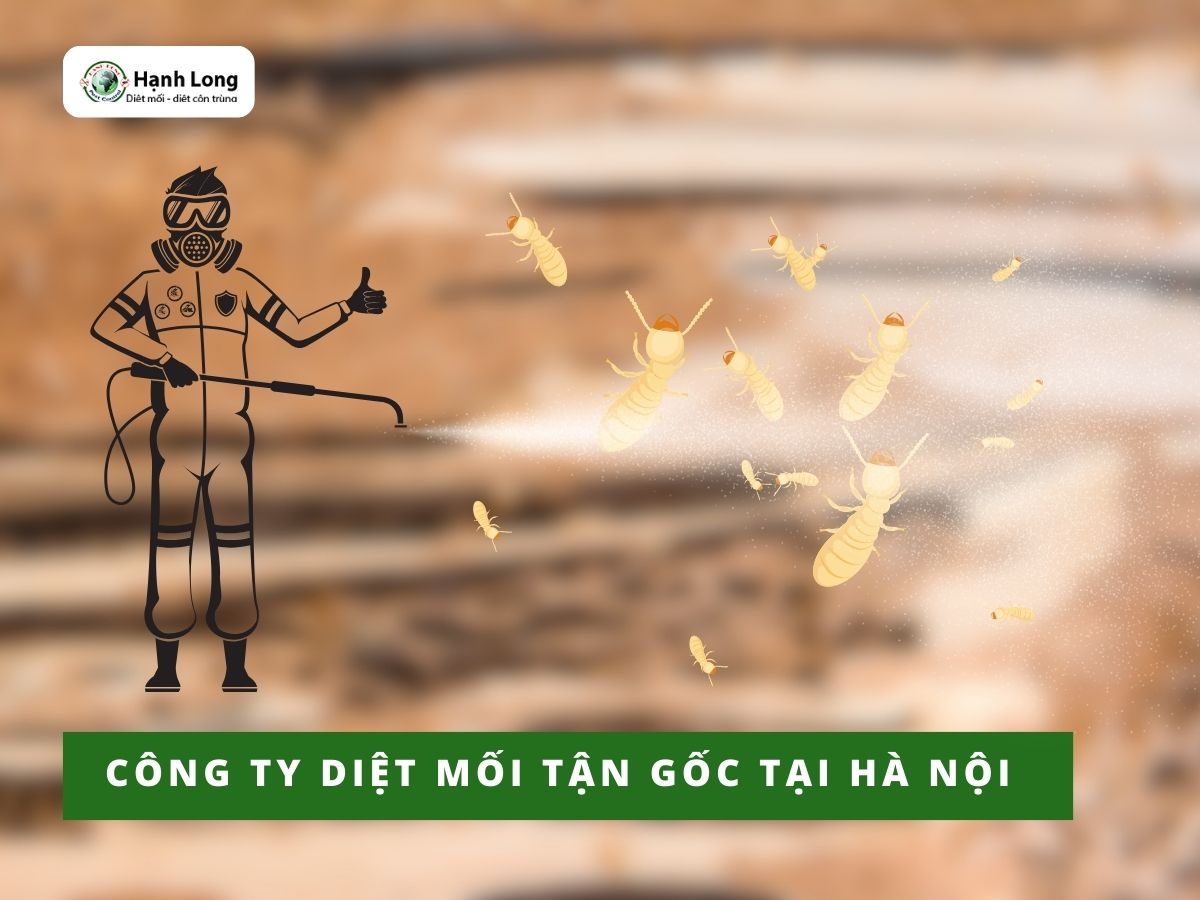 Công ty diệt mối tận gốc tại Hà Nội