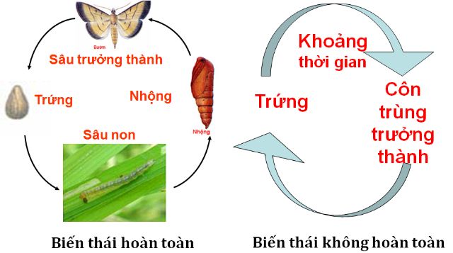 Vòng đời của côn trùng là gì? Có tất cả mấy kiểu? (ĐẦY ĐỦ)
