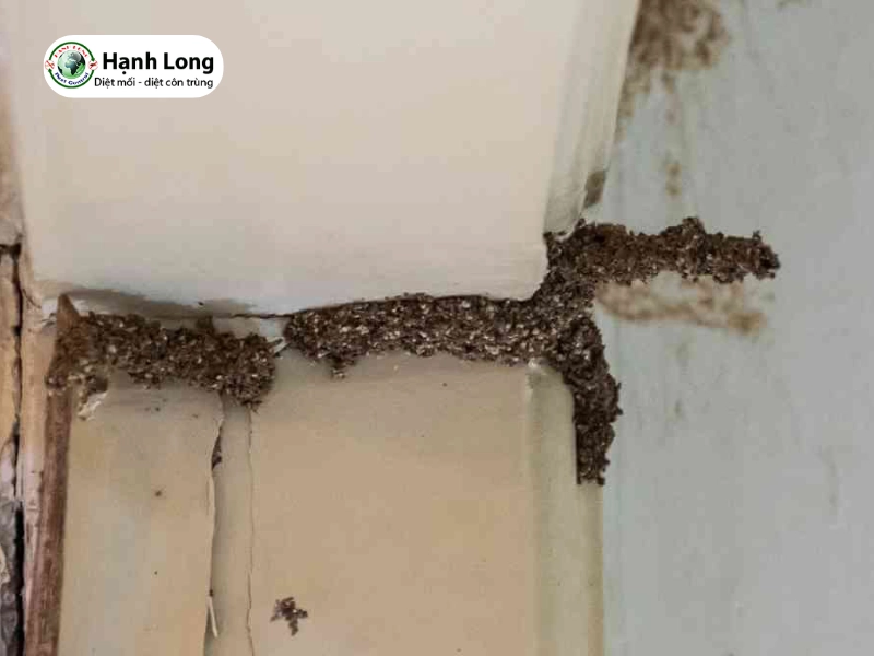 đơn vị diệt mối cho khách sạn 