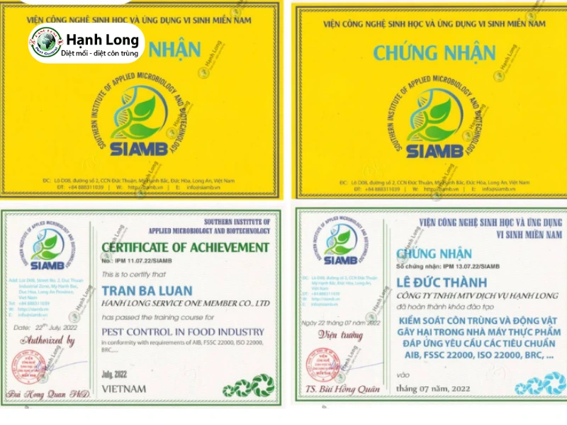 xử lý chống mối nền móng