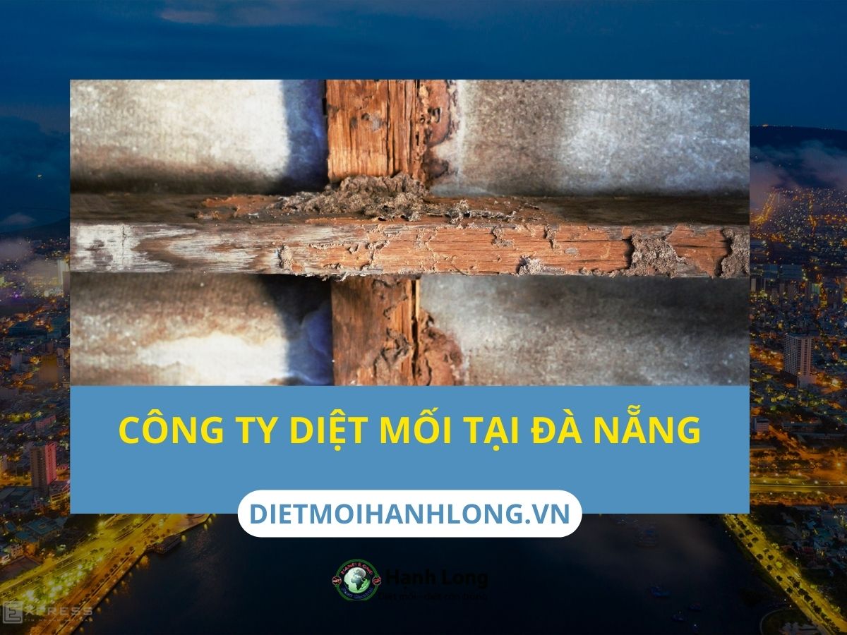 Công ty diệt mối tại Đà Nẵng