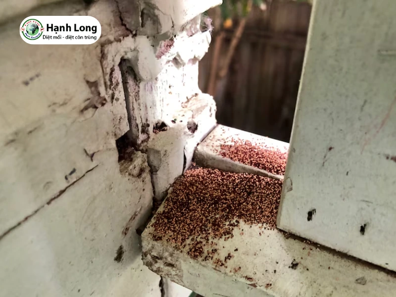 cách diệt mối gỗ khô
