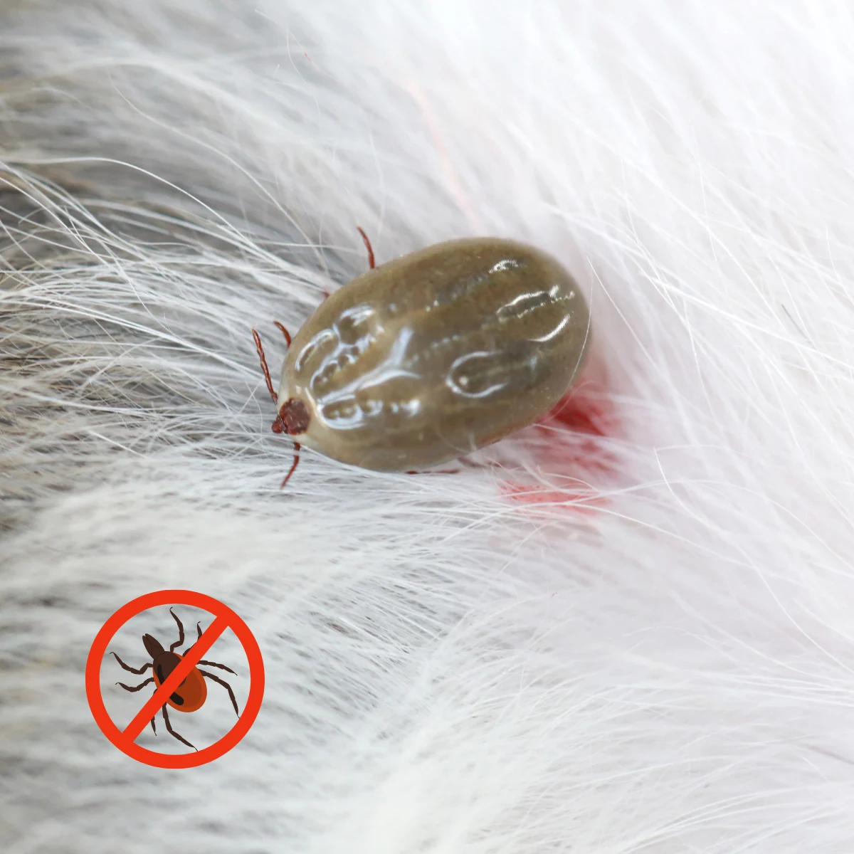 Dịch vụ diệt bọ chét – ve chó