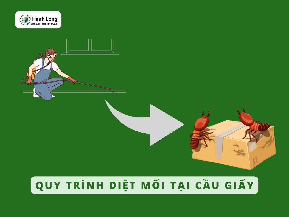 Quy trình diệt mối quận Cầu Giấy