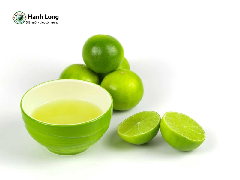 cách đuổi mối cánh ra khỏi nhà