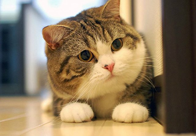 cách đuổi tắc kè ra khỏi nhà 6