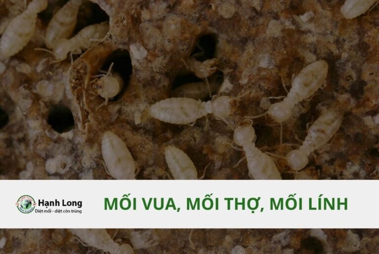 Các loại mối phổ biến: đặc điểm và cách xử lý tận gốc