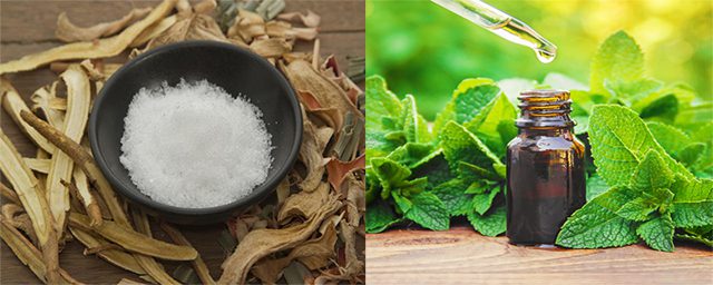 Kết hợp tinh dầu bạc hà và long não đuổi chuột 