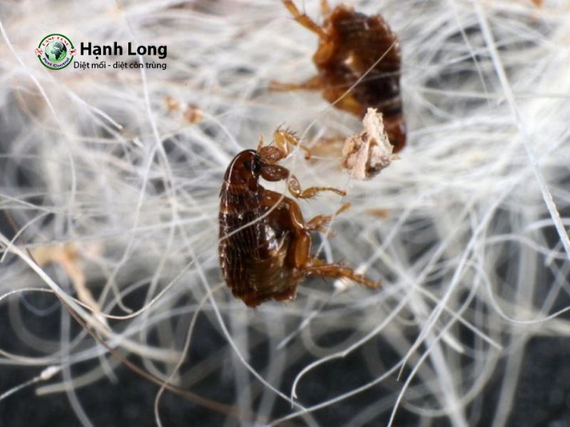 dịch vụ diệt bọ chét tại nhà