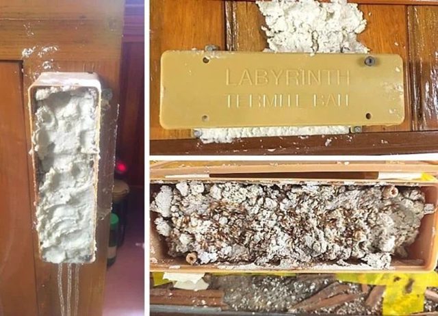 Đơn vị diệt mối công nghệ Labyrinth