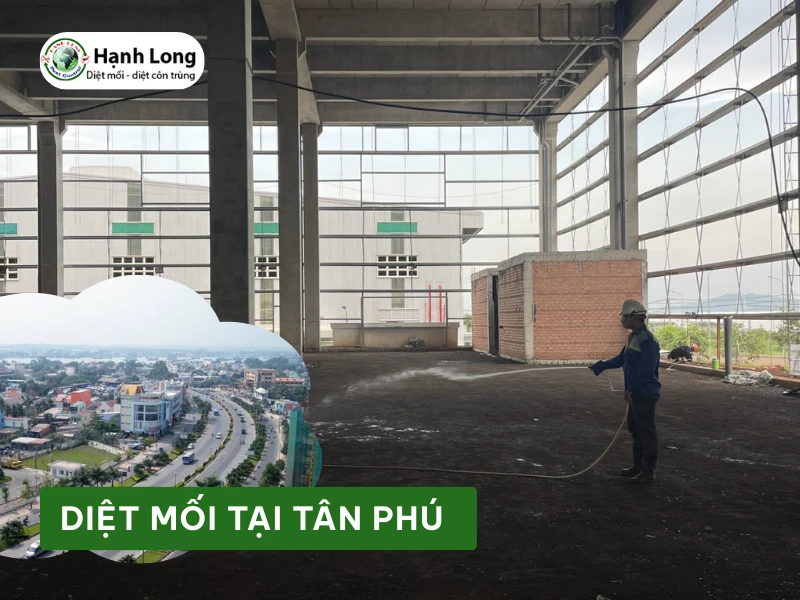 Dịch vụ diệt mối Tân Phú