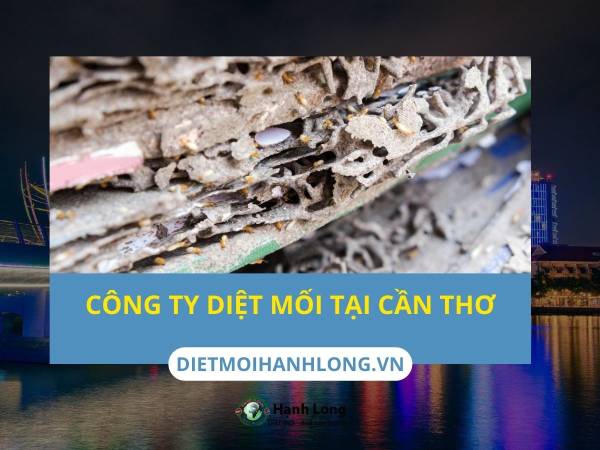 Công ty diệt mối tại Cần Thơ