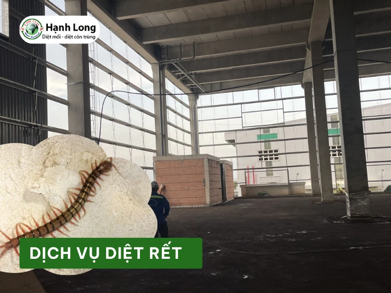 Dịch vụ diệt rết