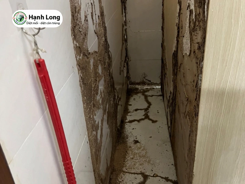 dịch vụ diệt mối quận 6