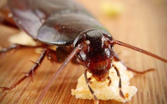 bien-phap-phong-ngua-gian