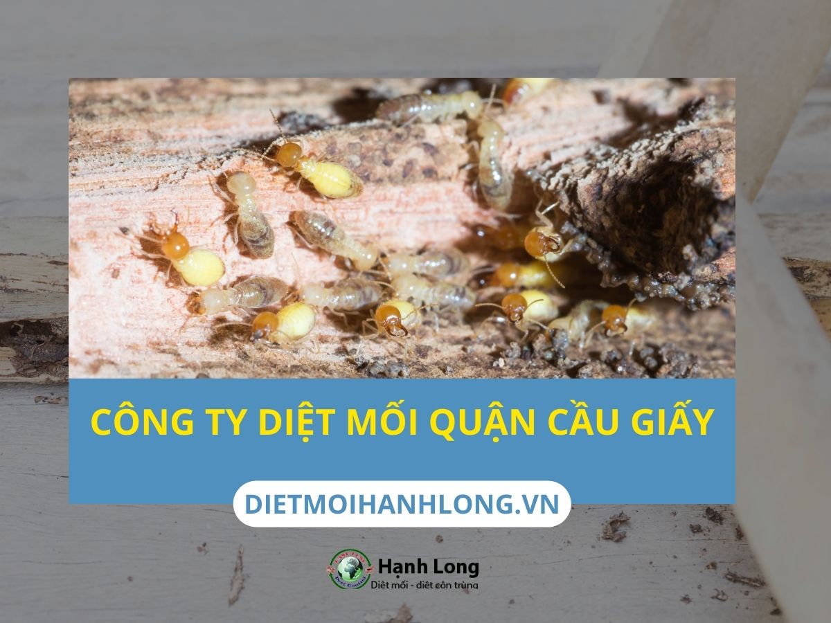 Công ty diệt mối tại Cầu Giấy - Hà Nội
