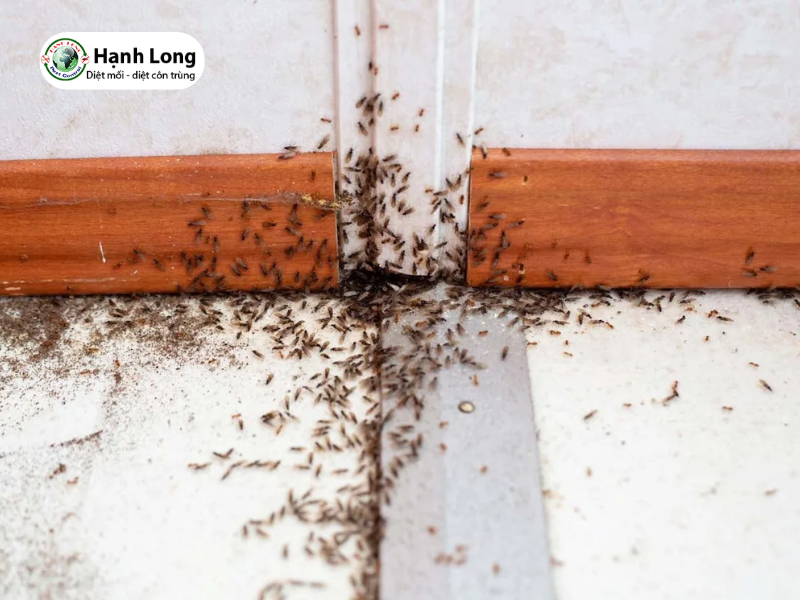 Bật mí 9 cách diệt mối trong cửa gỗ hiệu quả