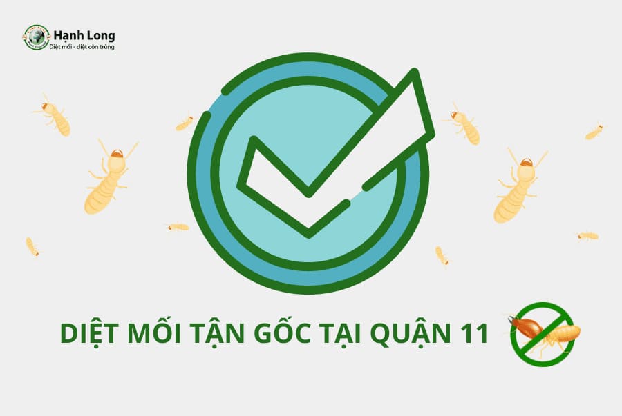 Diệt mối tận gốc tại quận 11, TPHCM