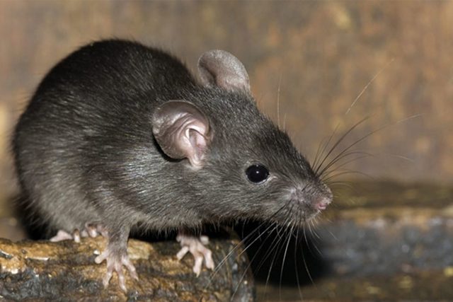 diệt côn trùng phòng bệnh 1