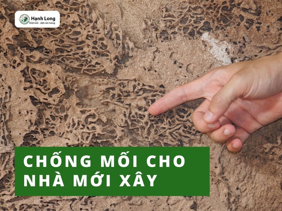 Chống mối cho nhà mới xây