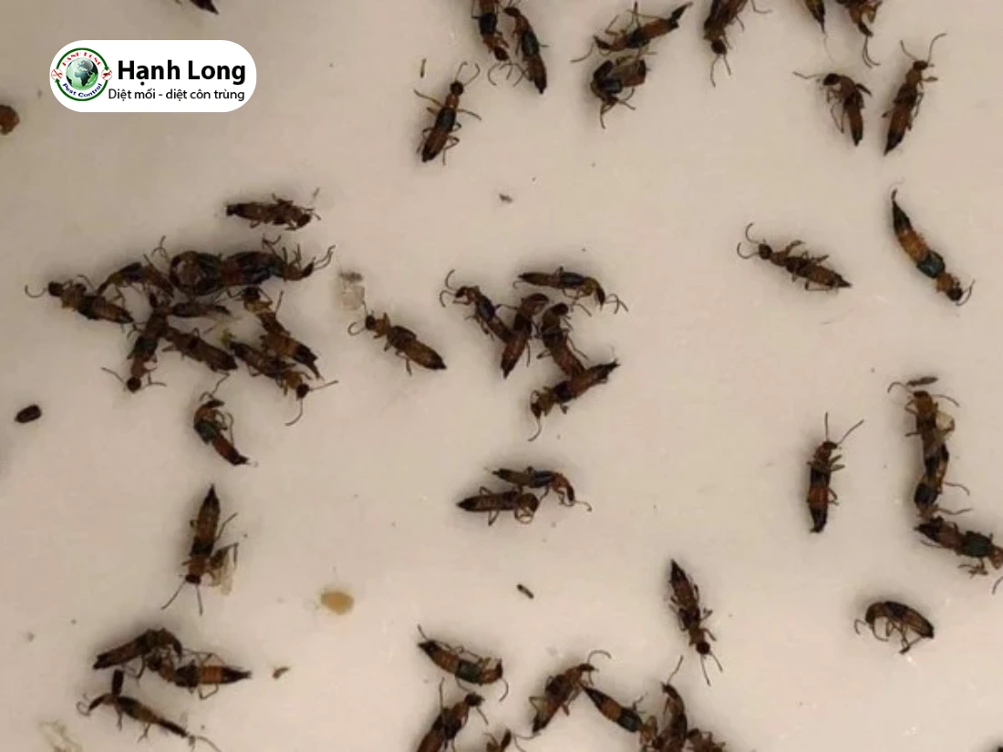 cách đuổi kiến ba khoang hiệu quả