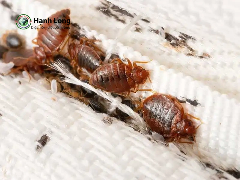 diệt rệp giường tận gốc