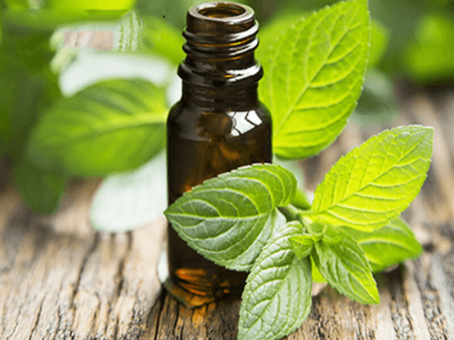 Hướng dẫn chi tiết cách làm tinh dầu bạc hà đuổi muỗi tại nhà