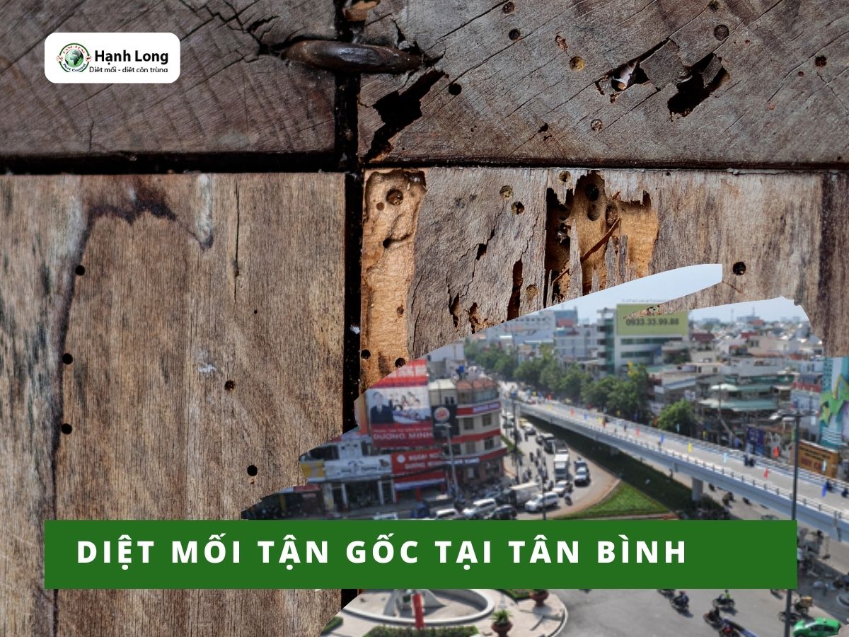 Diệt Mối Tận Gốc Tại Quận Tân Bình