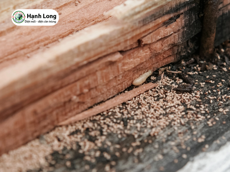 6 nguyên nhân gây mối mọt - Cách ngăn chặn mối