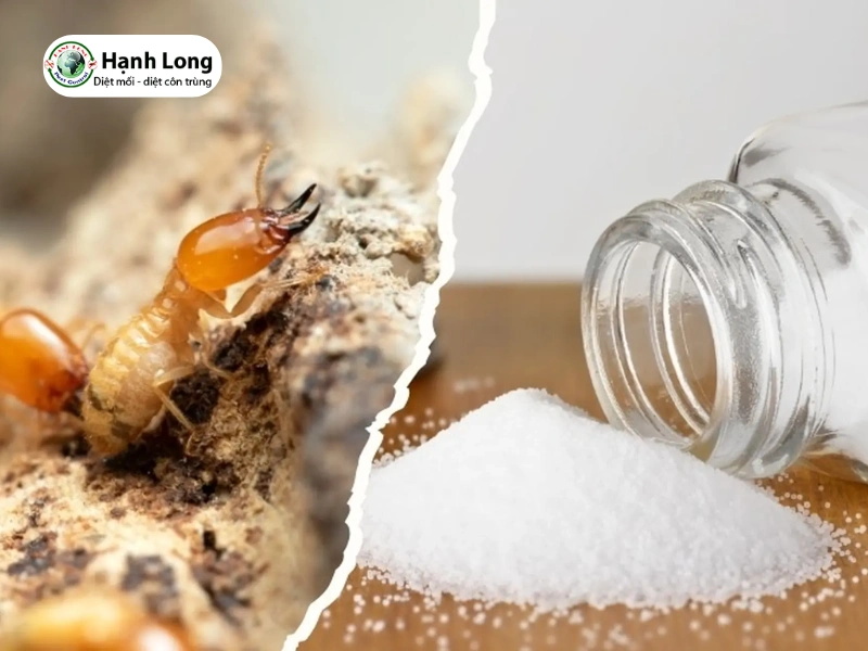 cách diệt mối bằng muối