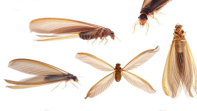 Cách phát hiện kiến cánh, mối cánh 