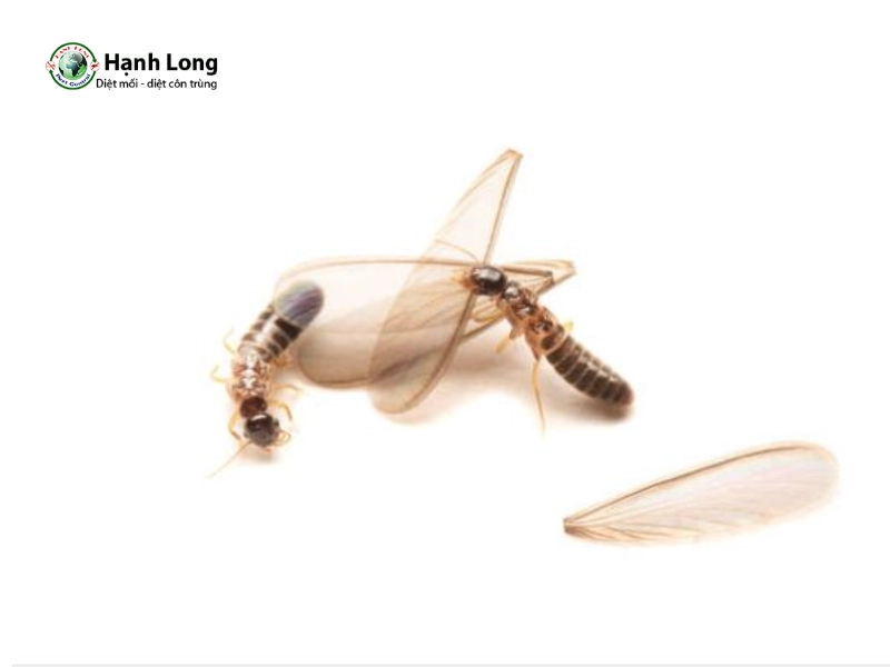 hình ảnh con mối có cánh