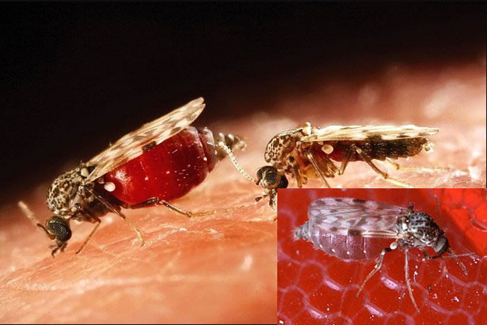 ​​Con măn mắt là gì? Cách xử lý khi bị măn mắt cắn