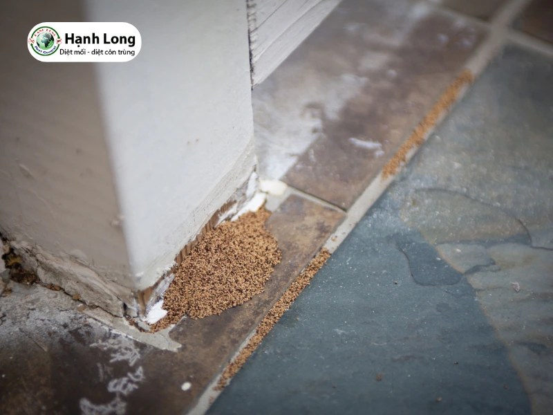 Diệt mối nhà hàng