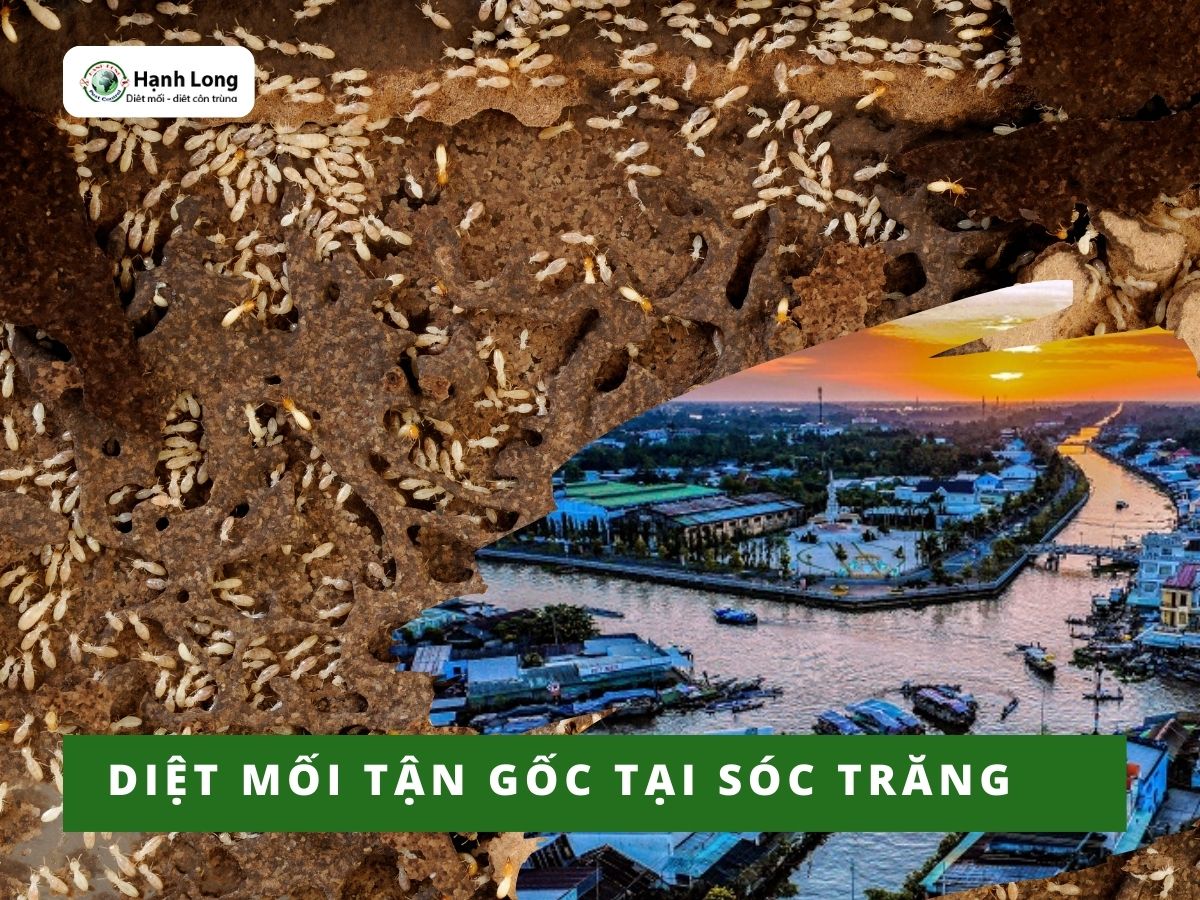 Diệt mối Sóc Trăng tận gốc