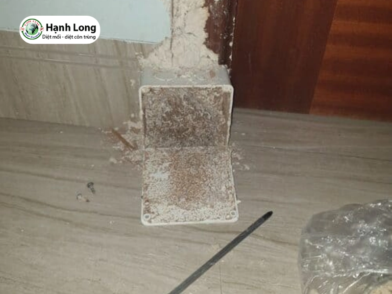 diệt mối tại quận 8