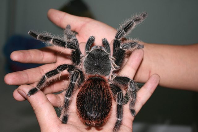 Nhện Tarantula