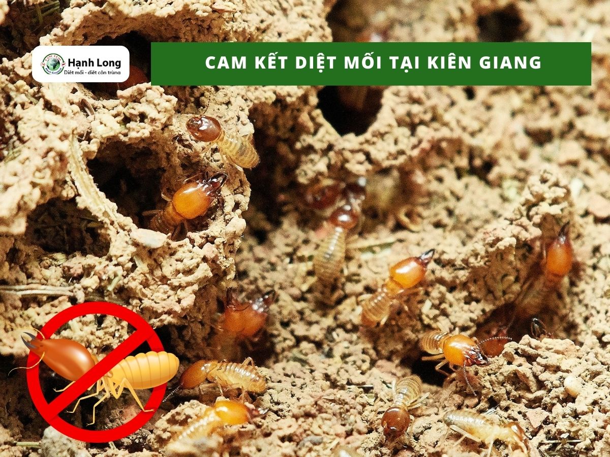 Quy trình diệt mối tận gốc tại Kiên Giang