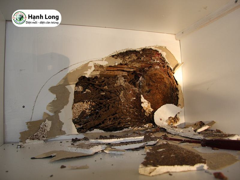 Tổ mối đất trong nhà tốt hay xấu? Cảnh báo và cách xử lý