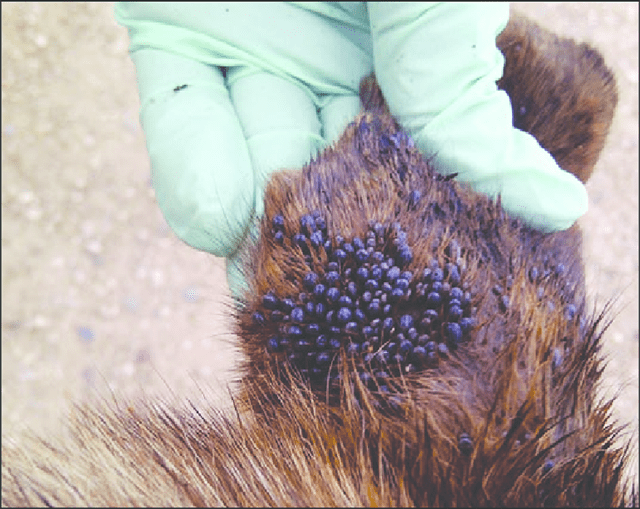 diệt côn trùng phòng bệnh 7