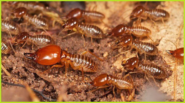 Diệt Mối Tại Bà Rịa Vũng Tàu Tận Gốc, Chuyên Ngiệp [Hạnh Long ủy quyền]