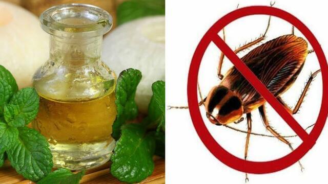 Cách trị gián trong tủ quần áo bằng tinh dầu thảo mộc