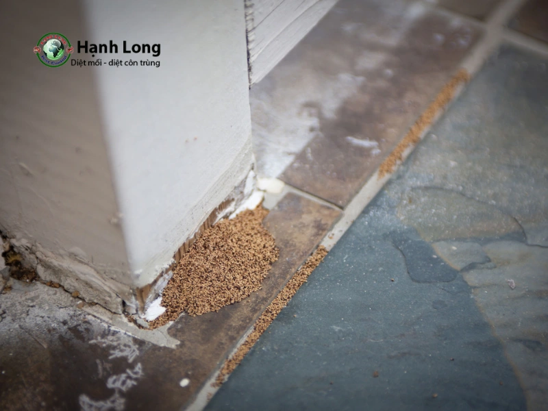 Mức độ nguy hiểm và thiệt hại của từng loại mối