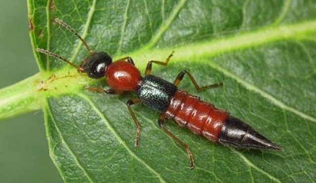 Kiến ba khoang sống ở đâu?